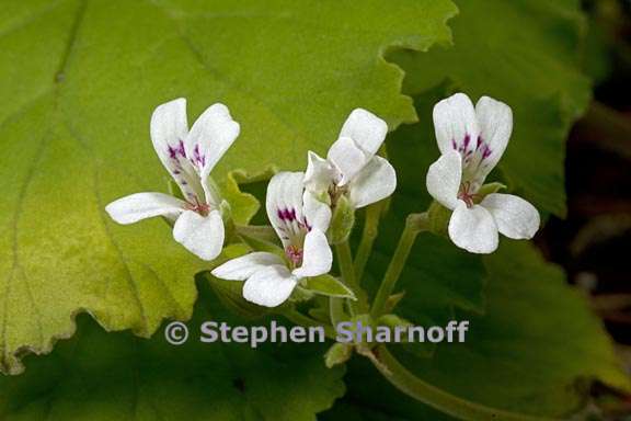 pelargonium odoratissimum 3 graphic